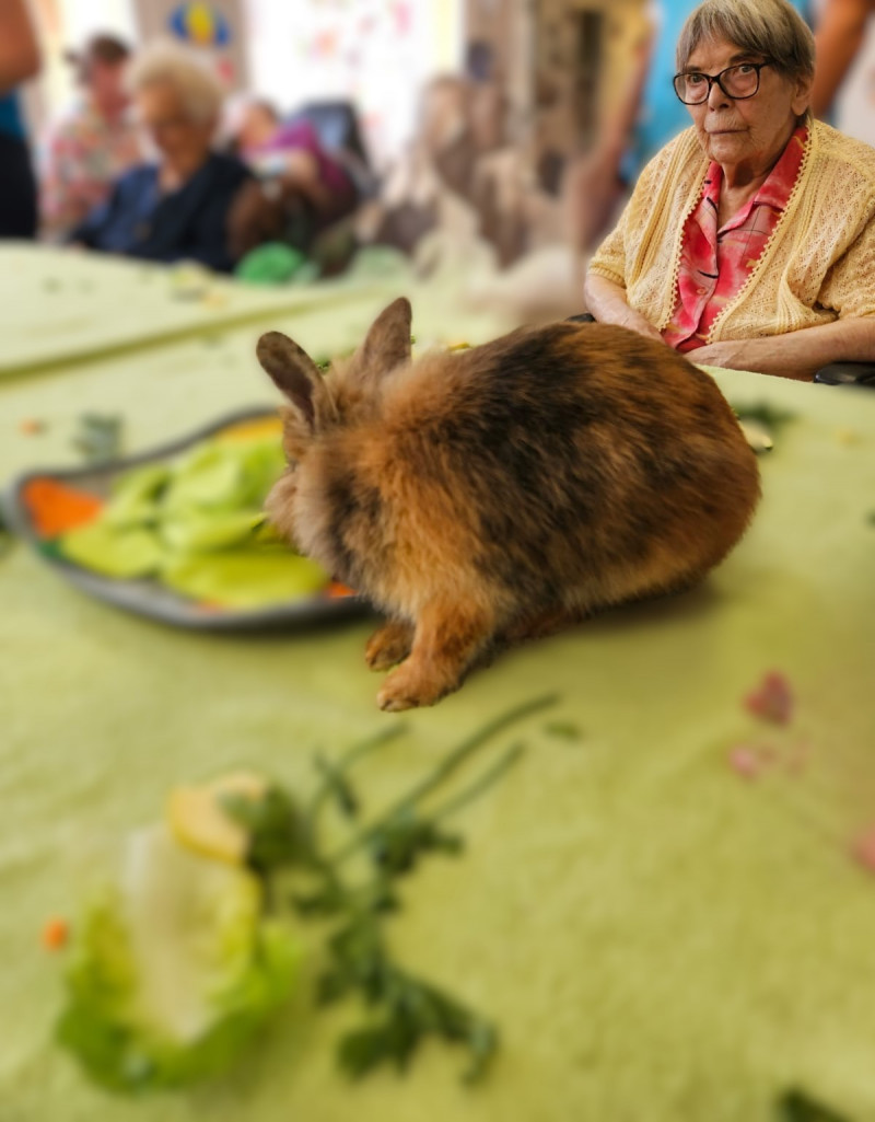 🐾 Un moment de tendresse : Médiation animale à l’EHPAD – Mardi 5 août