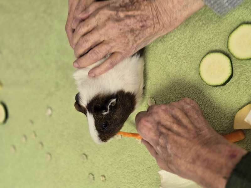 Quand les animaux apaisent les cœurs
