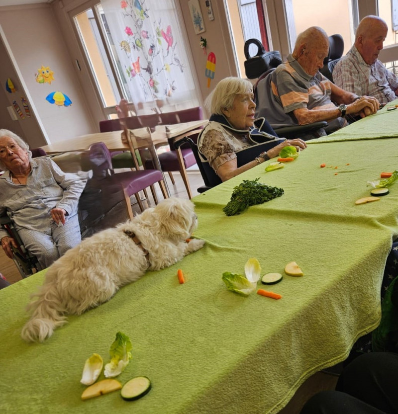 🐾 Un moment de tendresse : Médiation animale à l’EHPAD – Mardi 5 août
