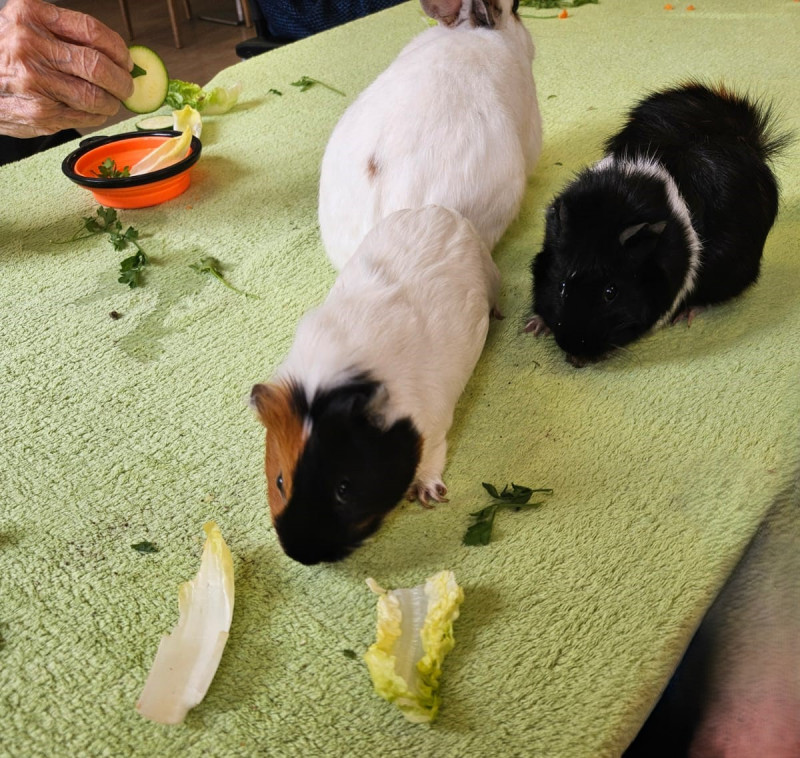 🐾 Un moment de tendresse : Médiation animale à l’EHPAD – Mardi 5 août
