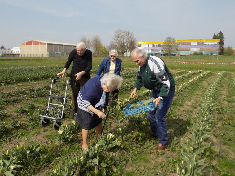 Les tulipes contre le cancer