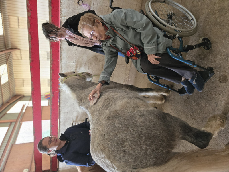 Une rencontre inoubliable au centre équestre « Manège de la Tuilerie à Dracy le Fort » : les poneys font chavirer les cœurs !