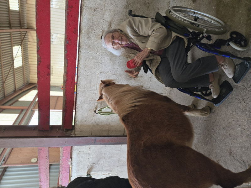Une rencontre inoubliable au centre équestre « Manège de la Tuilerie à Dracy le Fort » : les poneys font chavirer les cœurs !