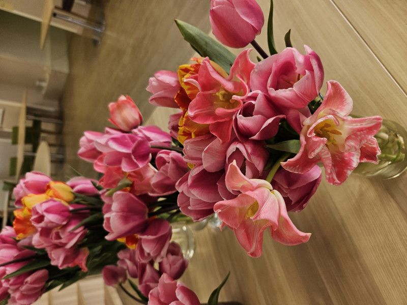 Cueillette de tulipes : un après midi de partage et de bienveillance