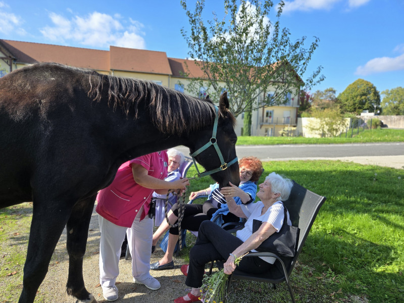 Rencontre inoubliable avec nos compagnons à crinière