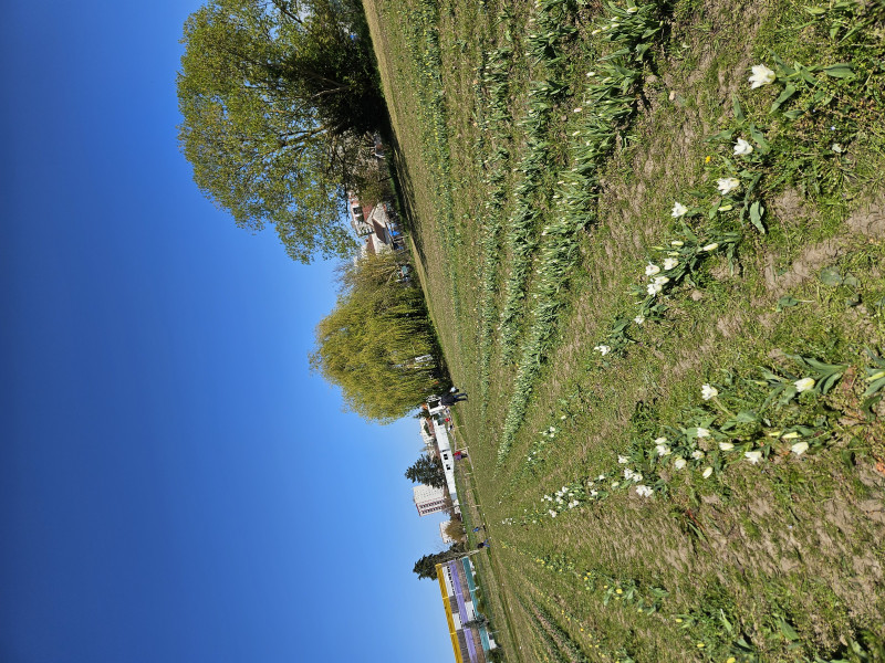 Cueillette solidaire : nos résidents engagés pour « Tulipes contre le cancer »