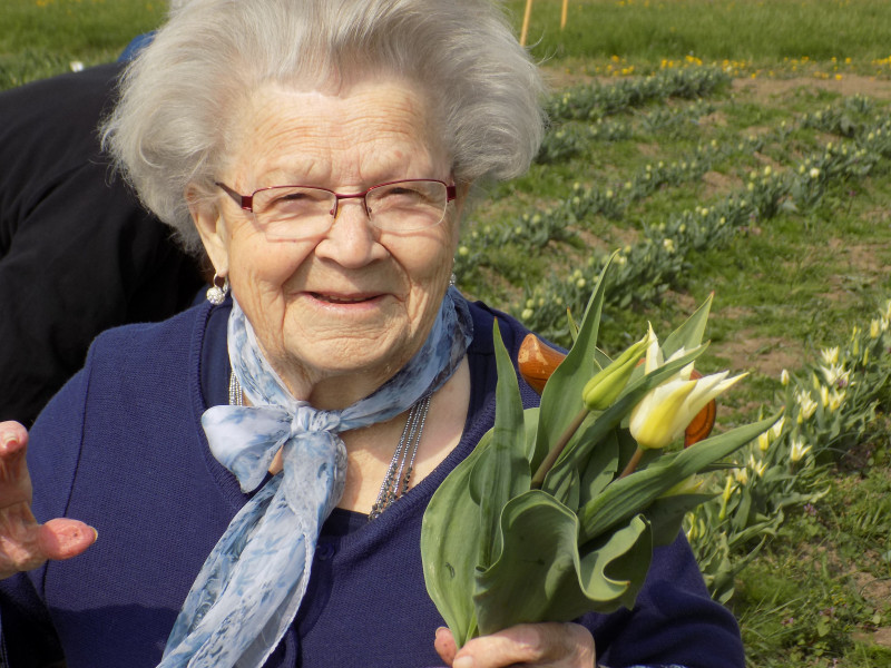 Les tulipes contre le cancer