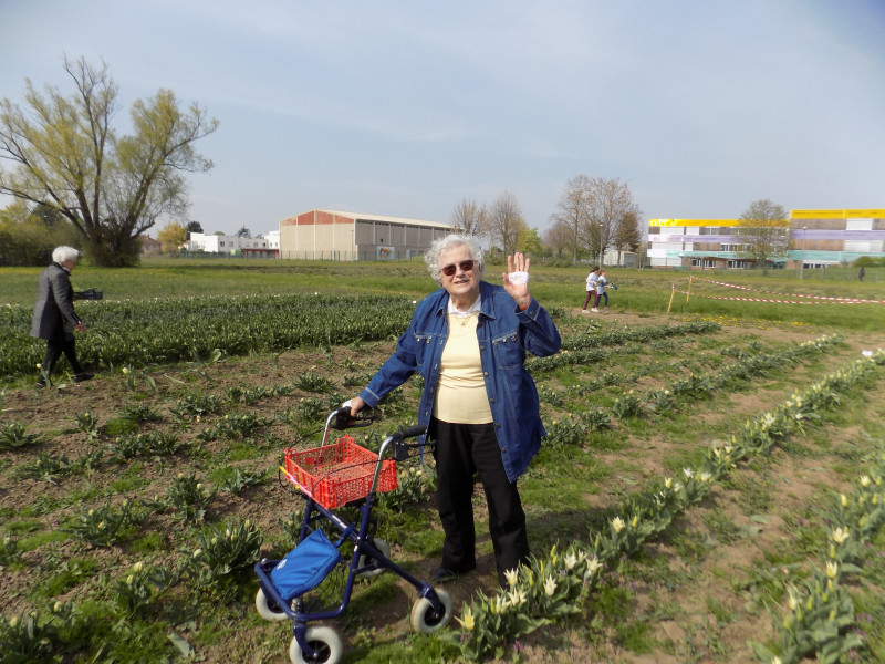 Les tulipes contre le cancer