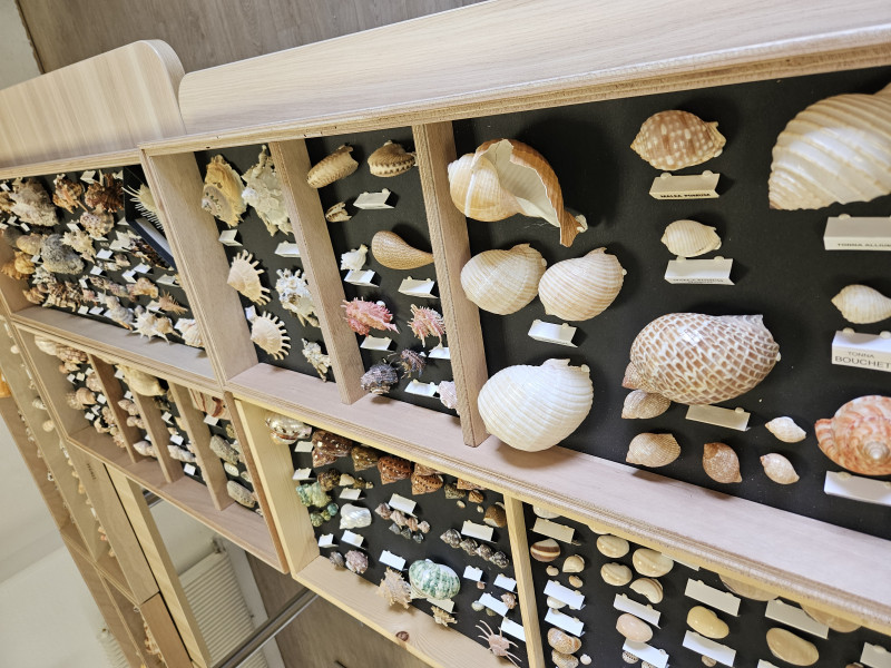 Un voyage au cœur des mers avec la collection de coquillages de Monsieur Gonnard