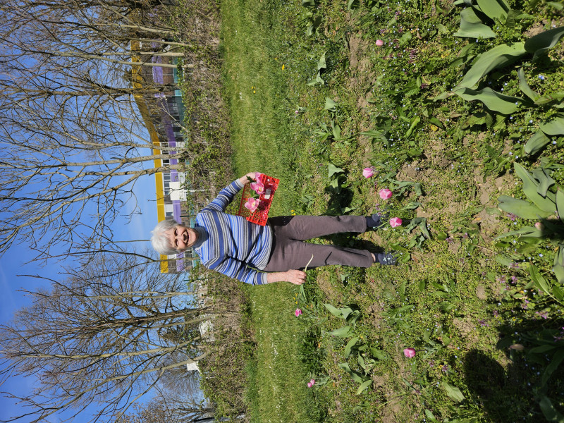 Cueillette de tulipes : un après midi de partage et de bienveillance