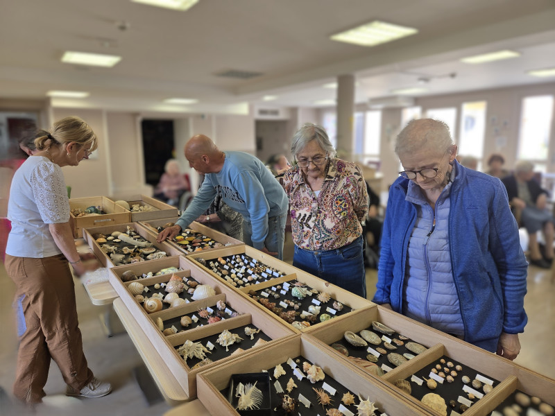 Un voyage au cœur des mers avec la collection de coquillages de Monsieur Gonnard